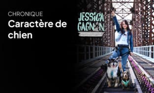 Chronique Caractère de chien – Bases de l’entraînement